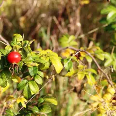"Krzak dzikiej róży": Jak Kasprowicz maluje Tatry i sens życia?