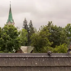 Gołębie odchody - jakie niosą zagrożenie dla zdrowia ludzi?