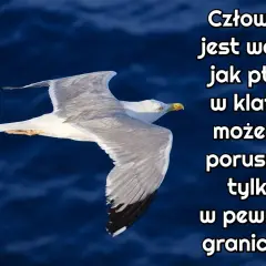 Wolny jak ptak cytaty – inspirujące słowa o wolności i swobodzie życia
