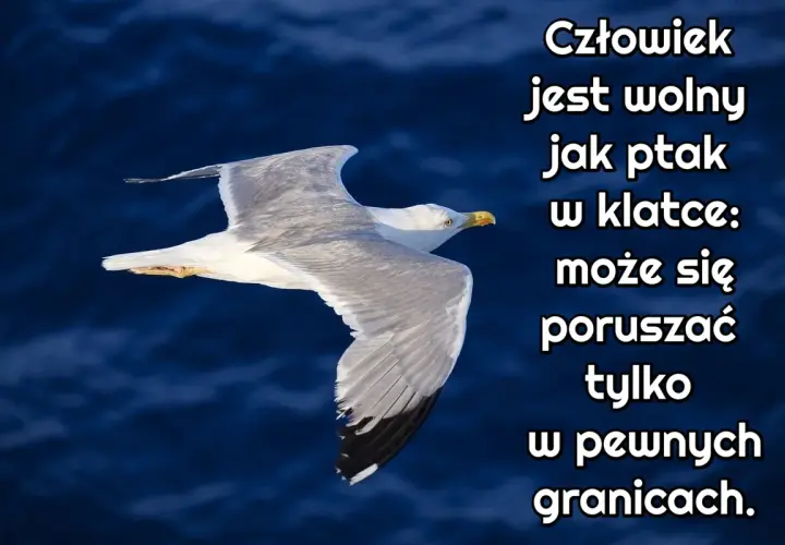 Wolny jak ptak cytaty – inspirujące słowa o wolności i swobodzie życia