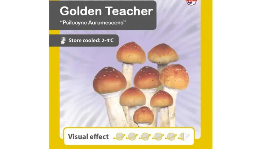 Czy psychoaktywne grzyby mogą leczyć? Golden Teacher i psylocybina vs 5 schorzeń i dolegliwości