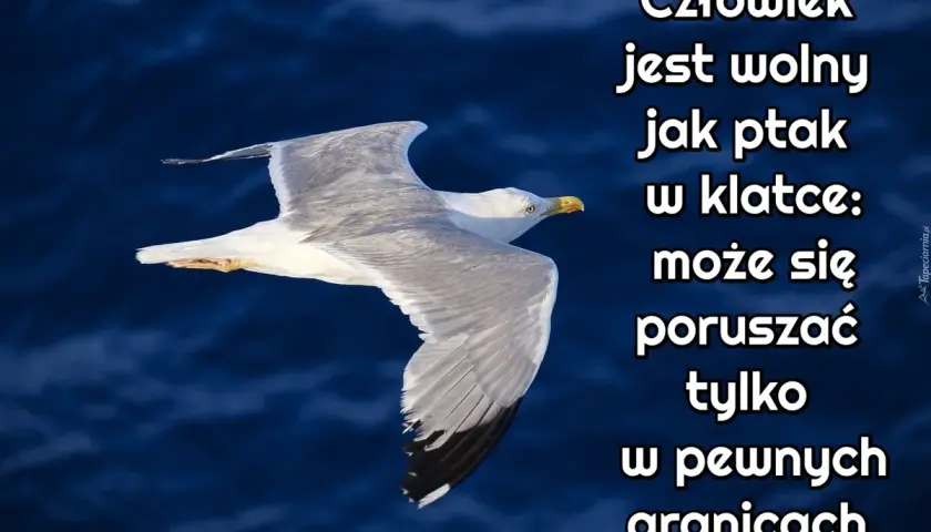 Wolny jak ptak cytaty – inspirujące słowa o wolności i swobodzie życia