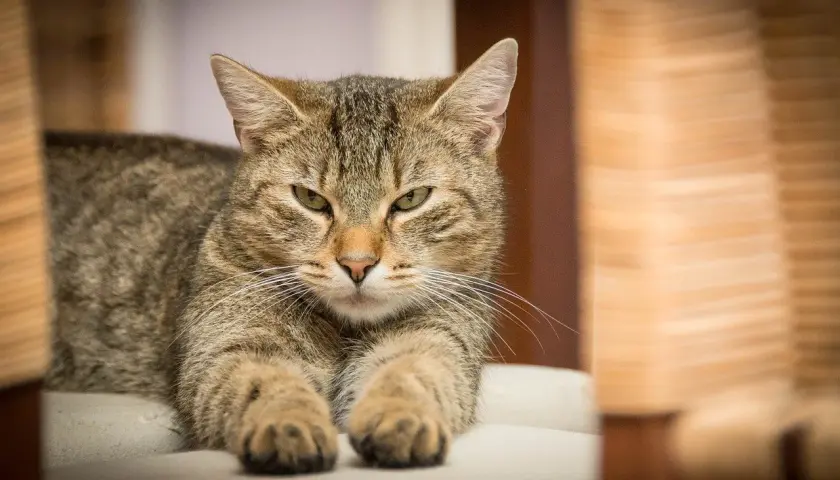 Kot sam w domu? Bezpieczny poradnik dla spokojnego opiekuna