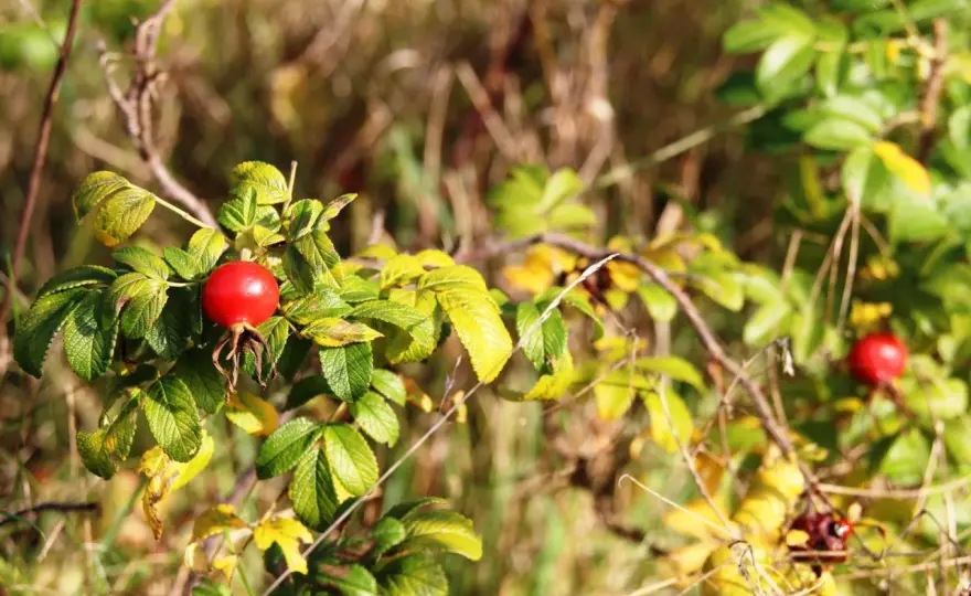 "Krzak dzikiej róży": Jak Kasprowicz maluje Tatry i sens życia?
