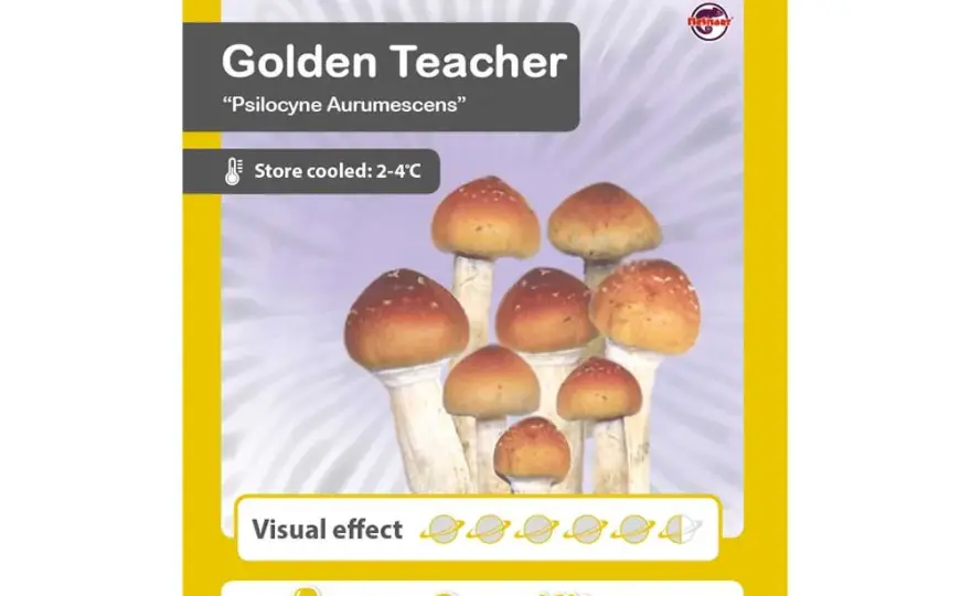 Czy psychoaktywne grzyby mogą leczyć? Golden Teacher i psylocybina vs 5 schorzeń i dolegliwości