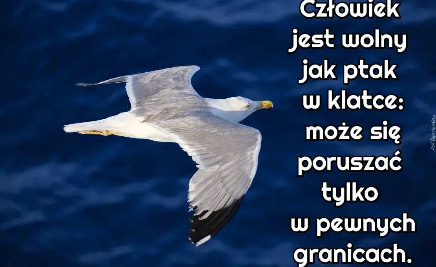 Wolny jak ptak cytaty – inspirujące słowa o wolności i swobodzie życia